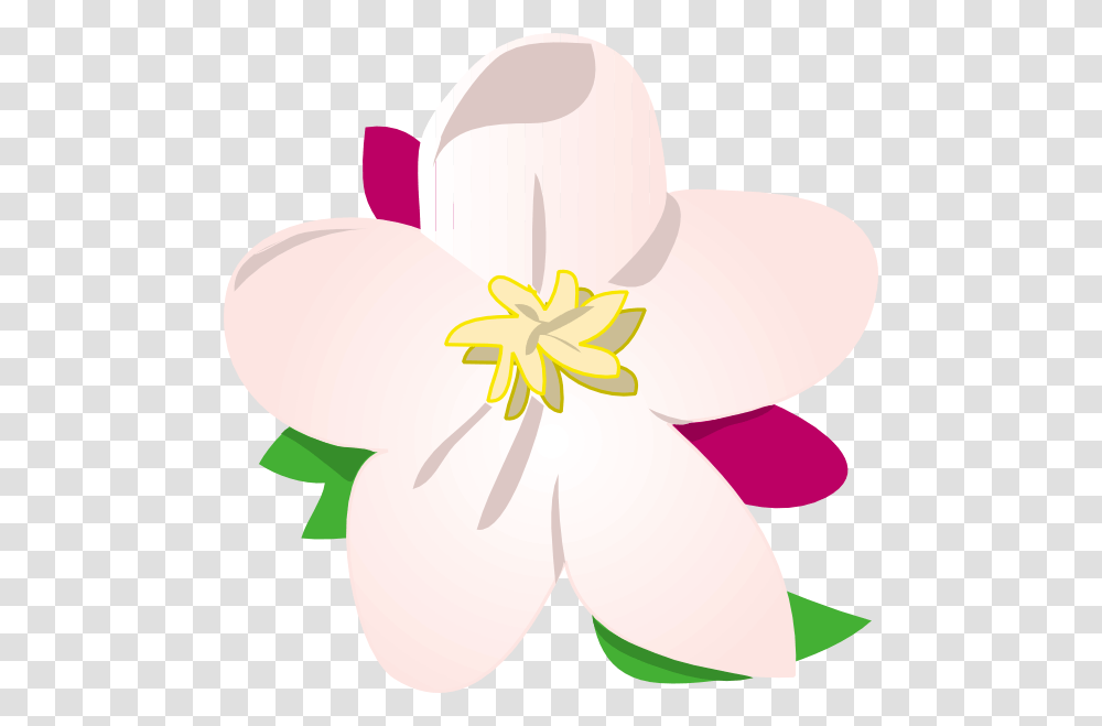 Apple Blossom Clip Art, Plant, Lily, Flower, Baseball Cap Transparent Png