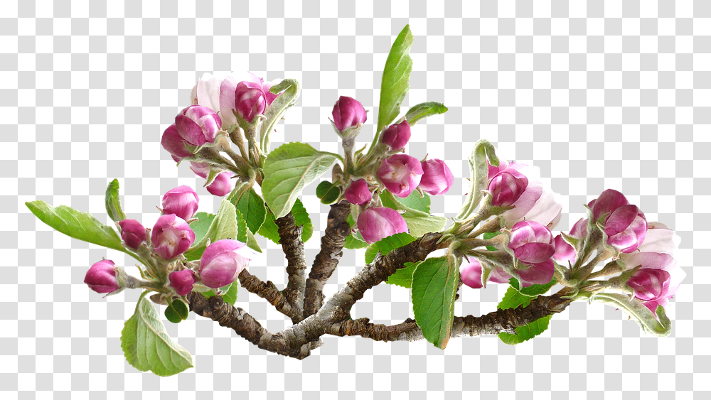 Apple Blossom Flower Tree Orchard Spring Apple Blossom, Plant, Flower Arrangement, Ikebana Transparent Png