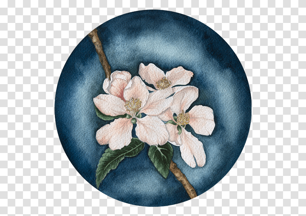 Apple Blossom In The Evening Sun Mayflower, Plant, Meal, Dish Transparent Png