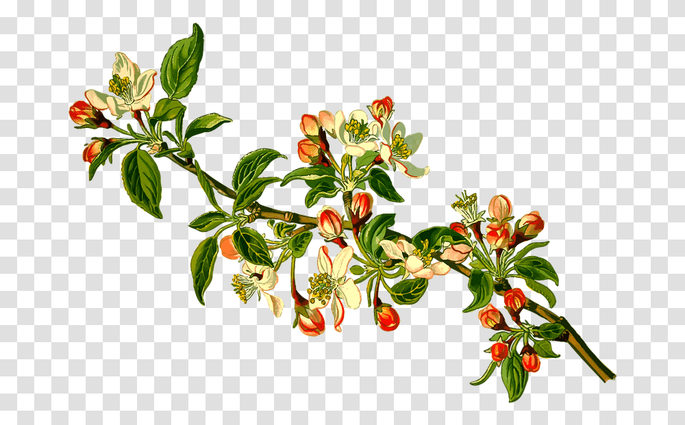 Apple Branch Deciduous Fruit Herbal Medicinal, Acanthaceae, Flower, Plant, Annonaceae Transparent Png