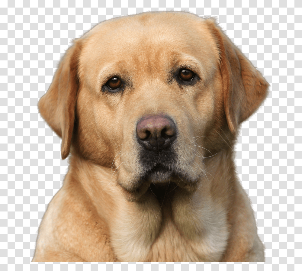 Apple Head Labrador Dog, Pet, Canine, Animal, Mammal Transparent Png