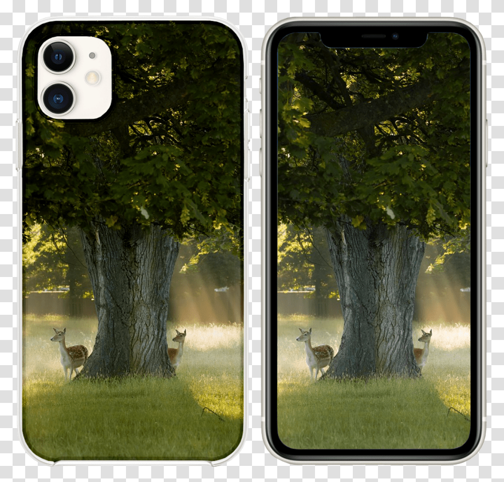 Apple Iphone, Antelope, Mammal, Animal, Tree Transparent Png