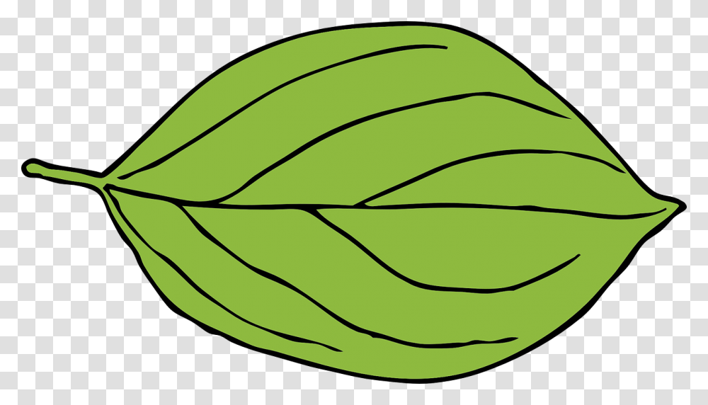 Apple Leaf Green Oval Shape Oval Leaf Clipart, Plant, Vegetable, Food, Potted Plant Transparent Png
