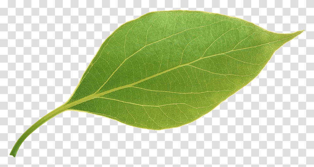 Apple Leavesapple Leaves Download, Leaf, Plant, Tennis Ball, Sport Transparent Png