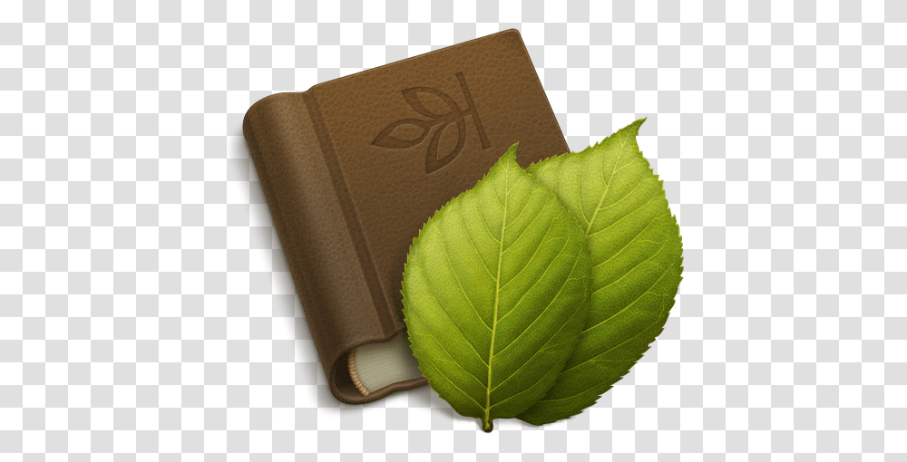 Apple Mac Ipad Iphone Tutorials From Family Tree Icon, Leaf, Plant, Text, Box Transparent Png