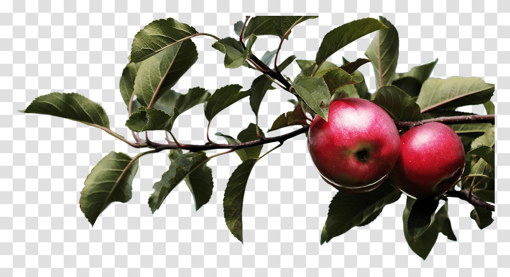Apple Nature Tree Agriculture Blade Plant Apple Tree Branch, Fruit, Food, Leaf, Peach Transparent Png
