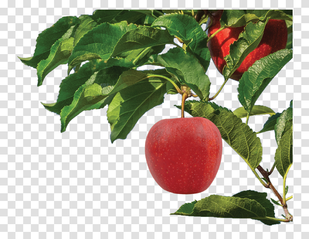Apple, Plant, Fruit, Food, Leaf Transparent Png
