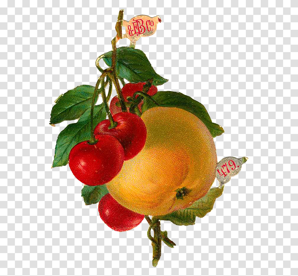 Apple, Plant, Fruit, Food, Produce Transparent Png