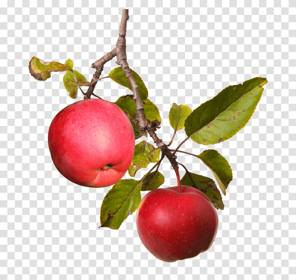 Apple, Plant, Fruit, Food Transparent Png