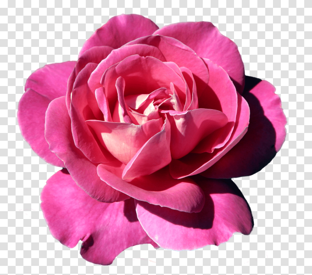 Apple Rose Clipart Clip Art Freeuse Pin By Lela Lena Rose, Flower, Plant, Blossom, Petal Transparent Png