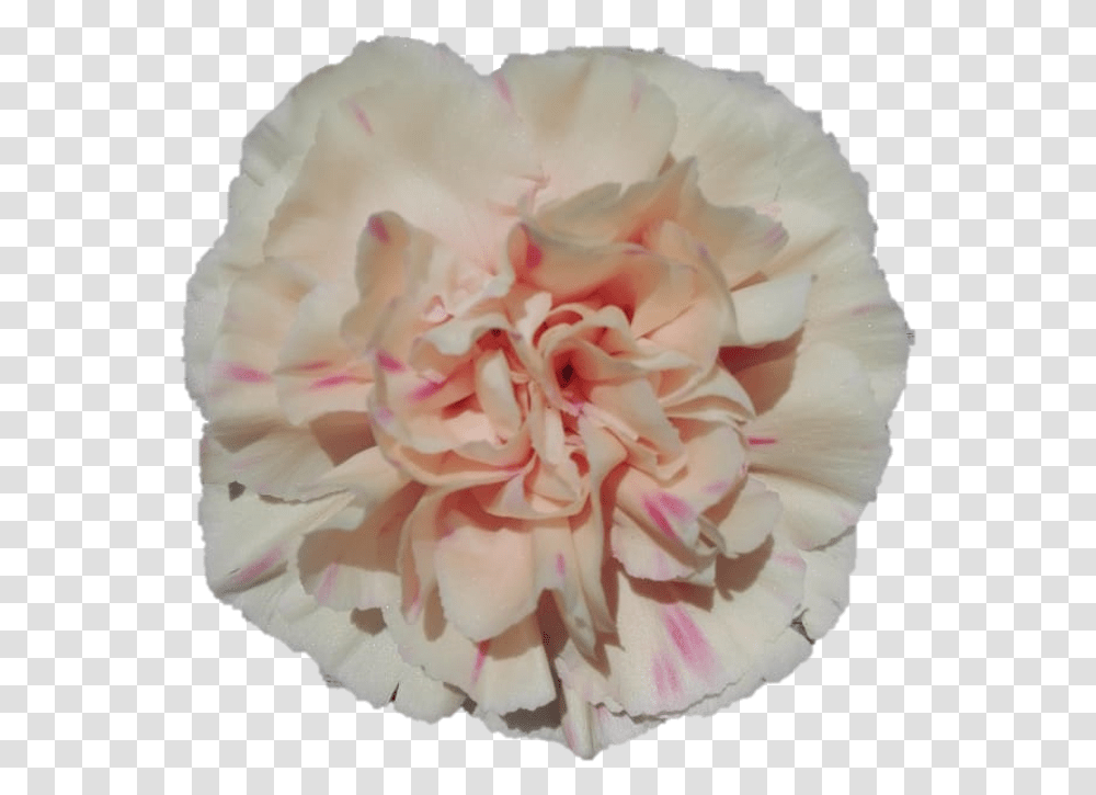 Apple 4dc2 Cc82 5232 Apple Tea Carnation, Plant, Flower, Blossom, Rose Transparent Png