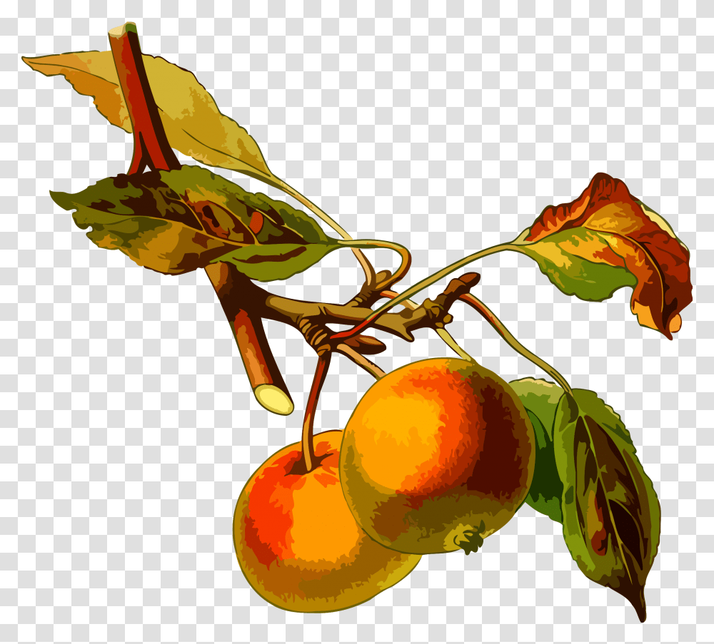 Apple Tree 2 Clip Arts Apple Tree Botanical Illustration, Plant, Fruit, Food, Produce Transparent Png