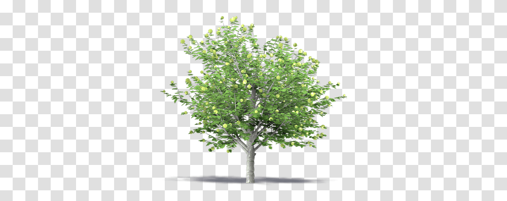 Apple Tree 3d Tree, Plant, Oak, Sycamore, Tree Trunk Transparent Png