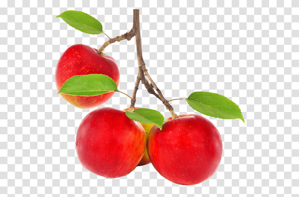 Apple Tree Apple On Tree, Plant, Fruit, Food, Plum Transparent Png