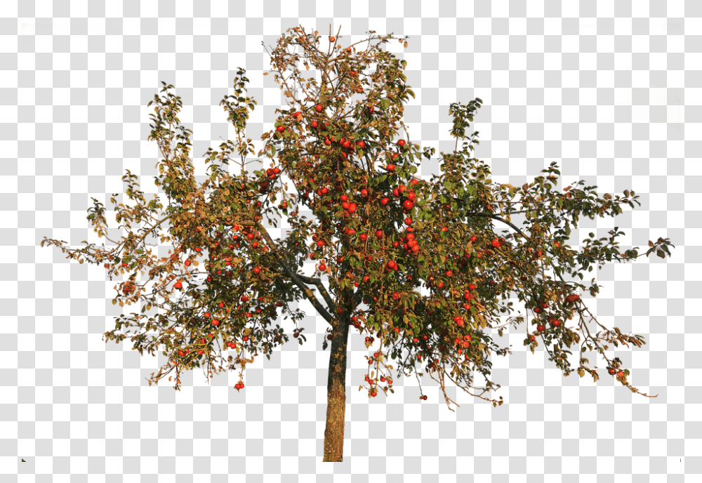 Apple Tree Autumn, Plant, Maple, Tree Trunk, Leaf Transparent Png