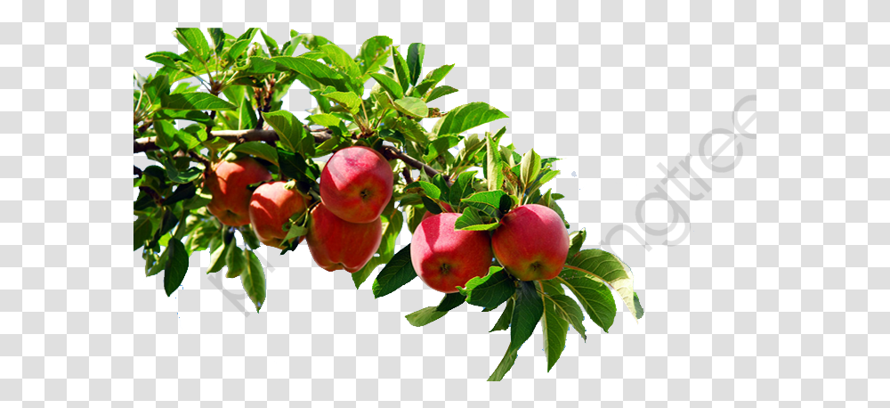 Apple Tree Branch Clipart Apple Tree Branch, Plant, Fruit, Food, Peach Transparent Png
