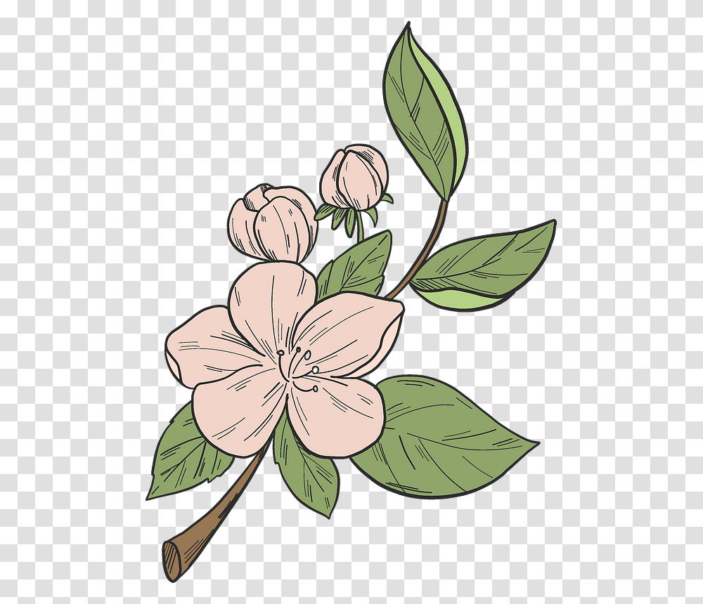 Apple Tree Flower Clipart Desert Rose, Plant, Petal, Hibiscus, Anther Transparent Png