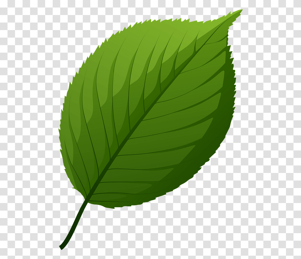 Apple Tree Green Leaf Clipart Free Download Leaf Of Apple Clipart, Plant, Veins Transparent Png