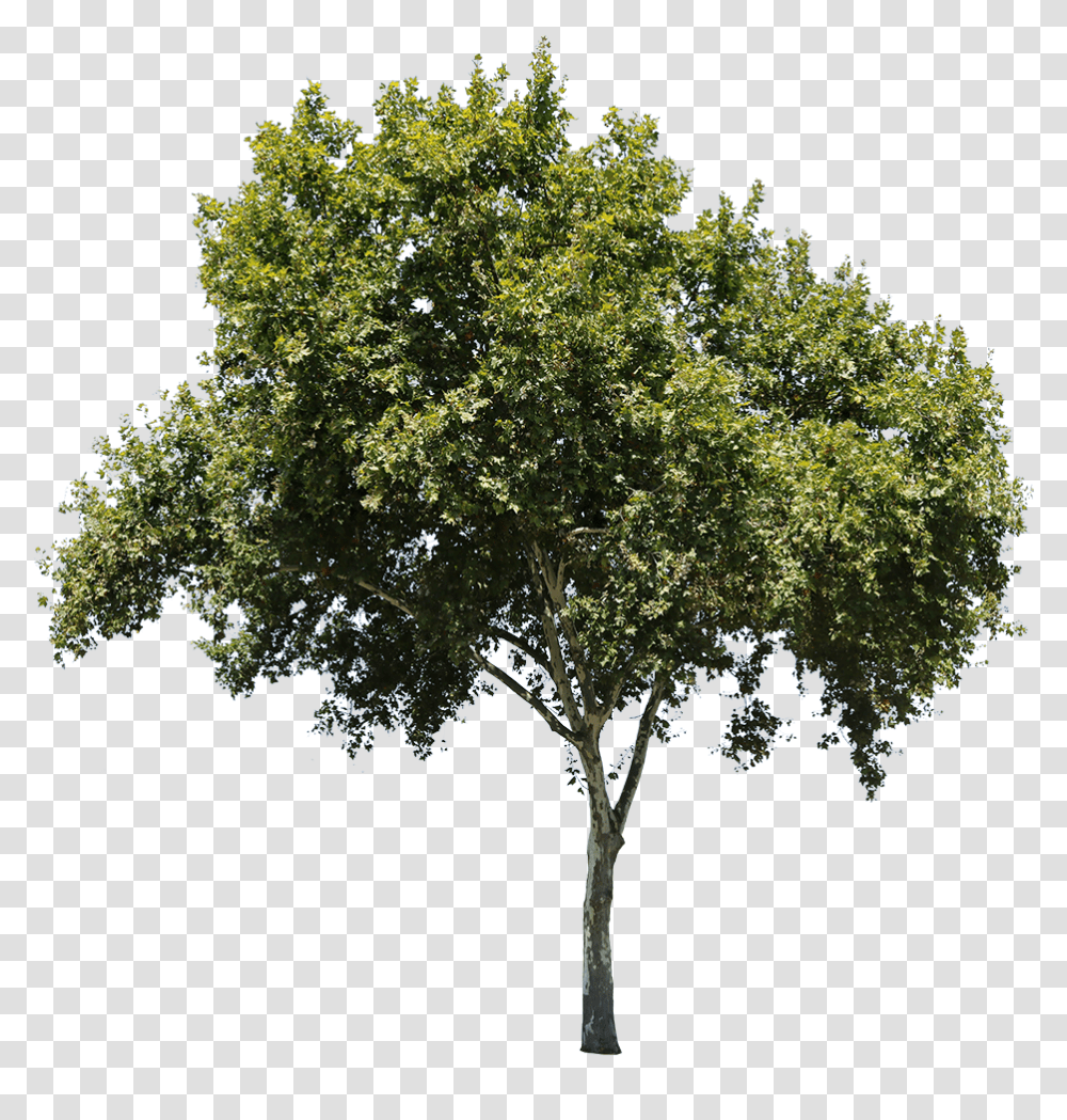 Apple Tree Isolated Tree Cut Out, Plant, Oak, Maple, Leaf Transparent Png