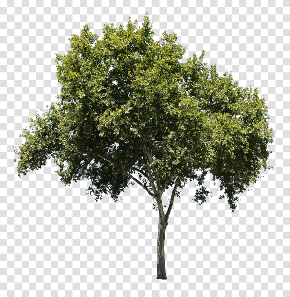 Apple Tree Isolated Tree Cut Out, Plant, Oak, Tree Trunk, Sycamore Transparent Png
