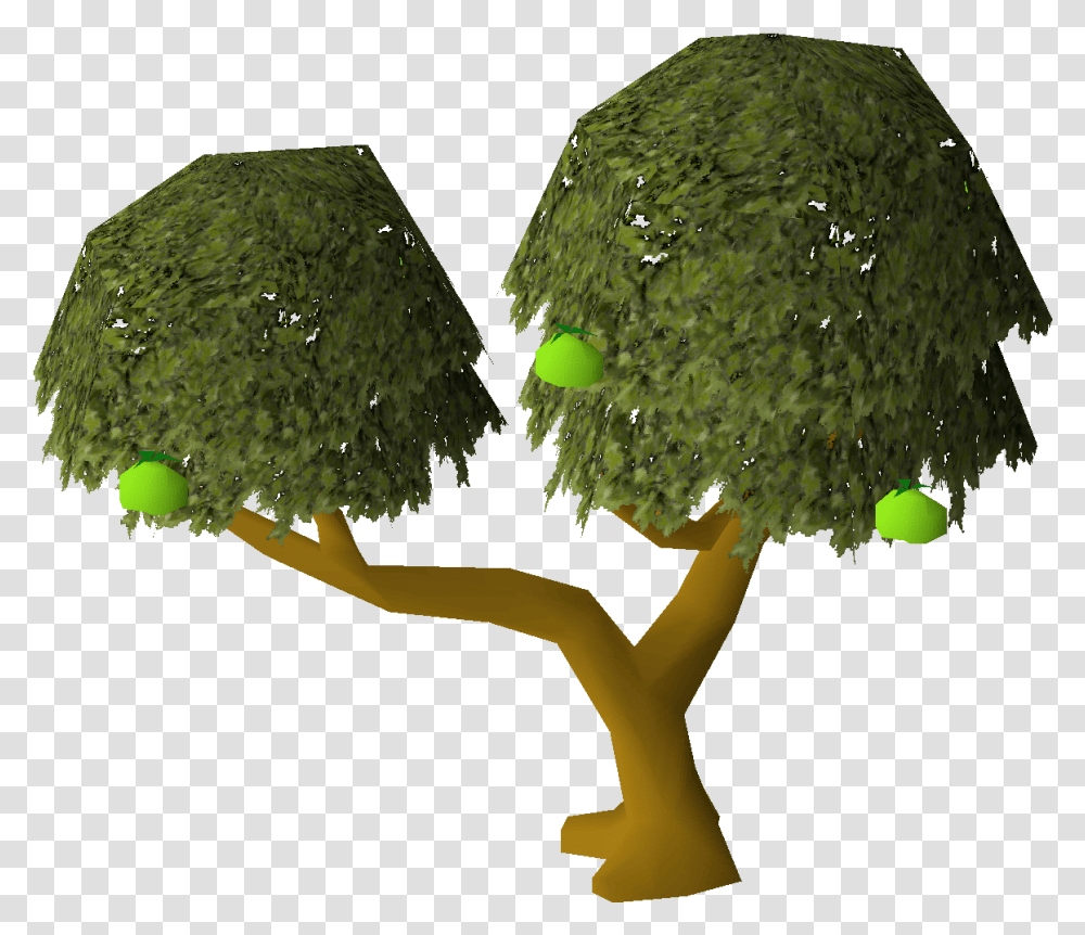 Apple Tree Osrs Wiki Apple Tree, Green, Fungus, Sphere, Clothing Transparent Png