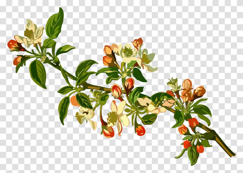 Apple Tree, Plant, Annonaceae, Acanthaceae, Flower Transparent Png