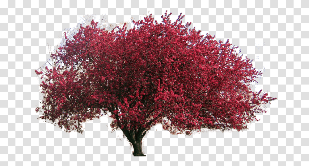 Apple Tree, Plant, Maple, Flower, Blossom Transparent Png