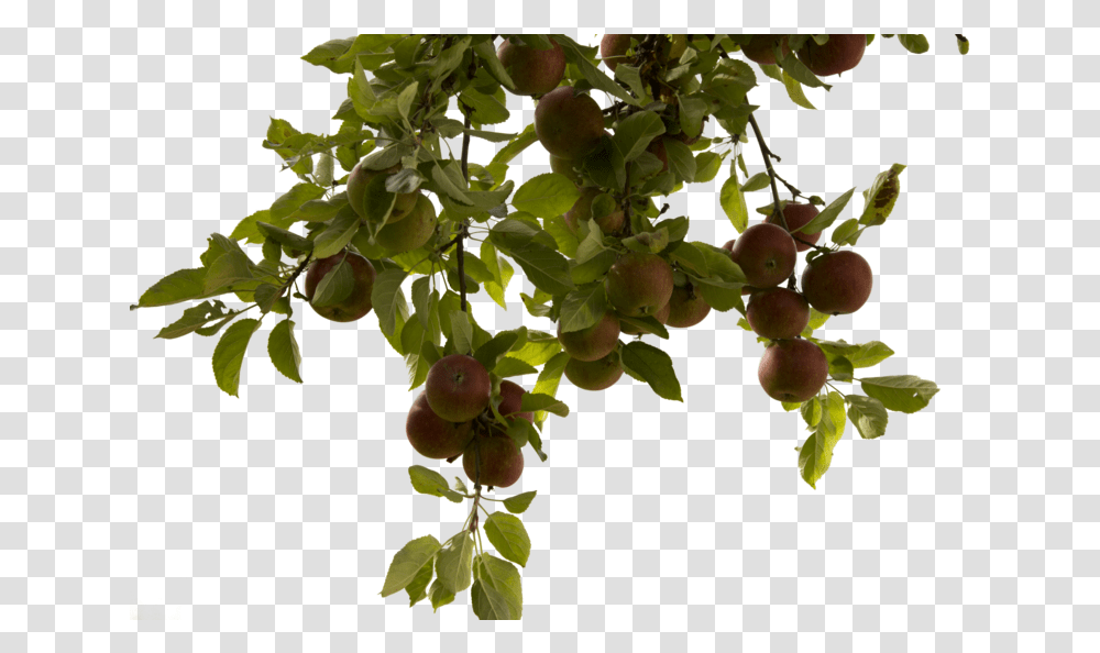 Apple Tree Real Tree Branch, Plant, Fruit, Food, Apricot Transparent Png