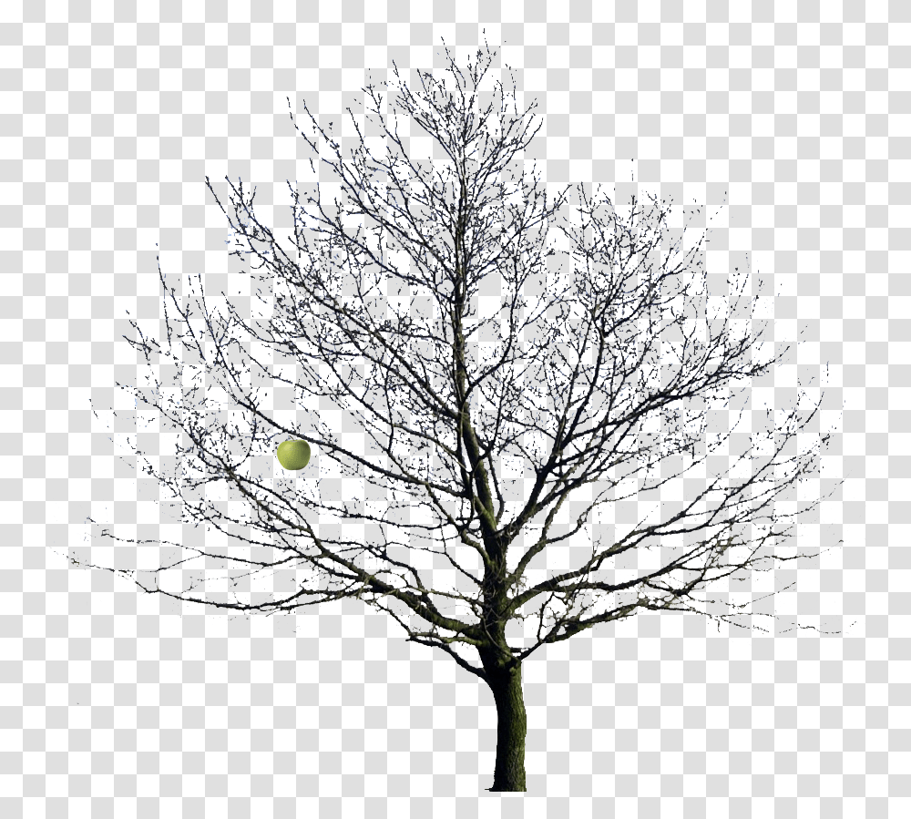 Apple Tree Winter Image Winter Tree, Plant, Nature, Outdoors, Ice Transparent Png