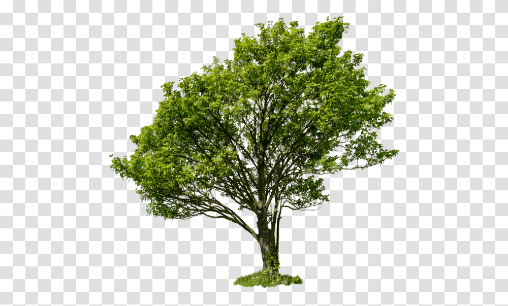Apple Tree With No Leaves Clip Art Download High Definition Fall Tree, Plant, Oak, Tree Trunk, Sycamore Transparent Png