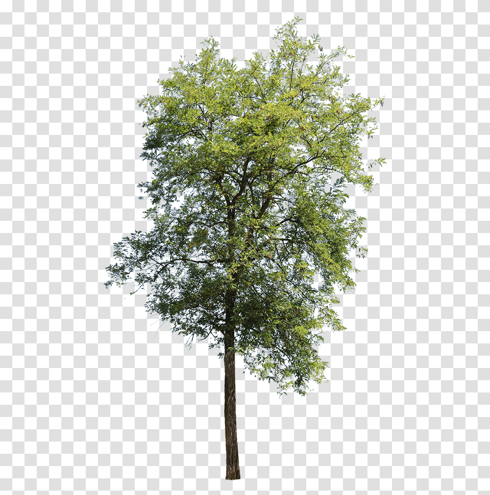 Apple Tree Without Apples, Plant, Tree Trunk, Conifer, Fir Transparent Png