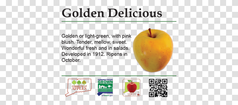 Apple Varieties Pdfs Ct Apples Apple, Plant, Fruit, Food, Vegetation Transparent Png