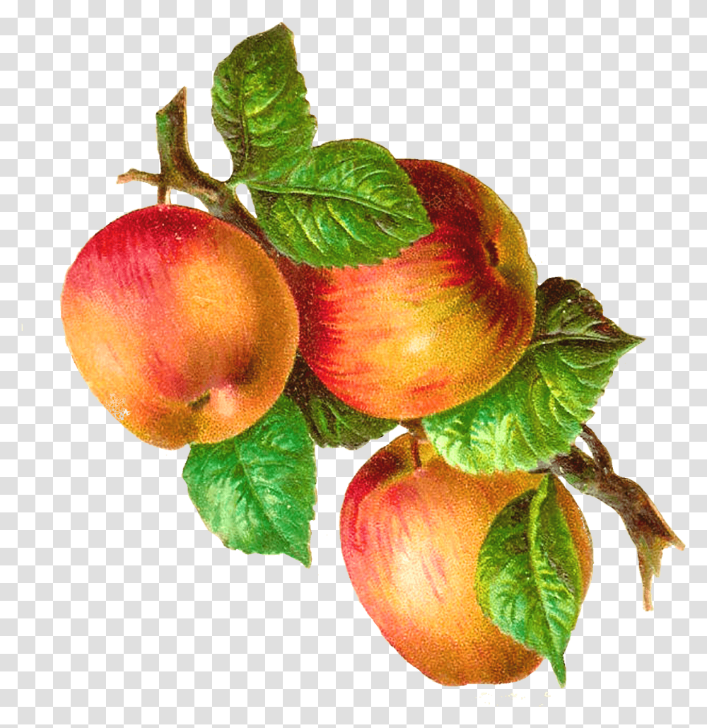 Apples On A Branch Vintage Apples On A Branch, Plant, Peach, Fruit, Food Transparent Png