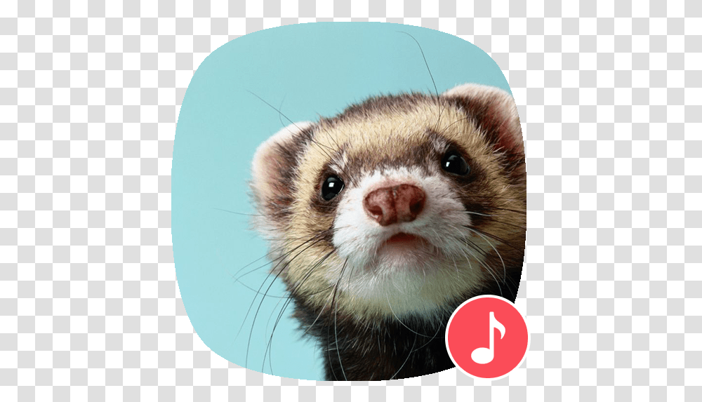 Apppio Ferret Sounds Apps On Google Play Ferret Wallpaper Cute, Mammal, Animal, Rat, Rodent Transparent Png