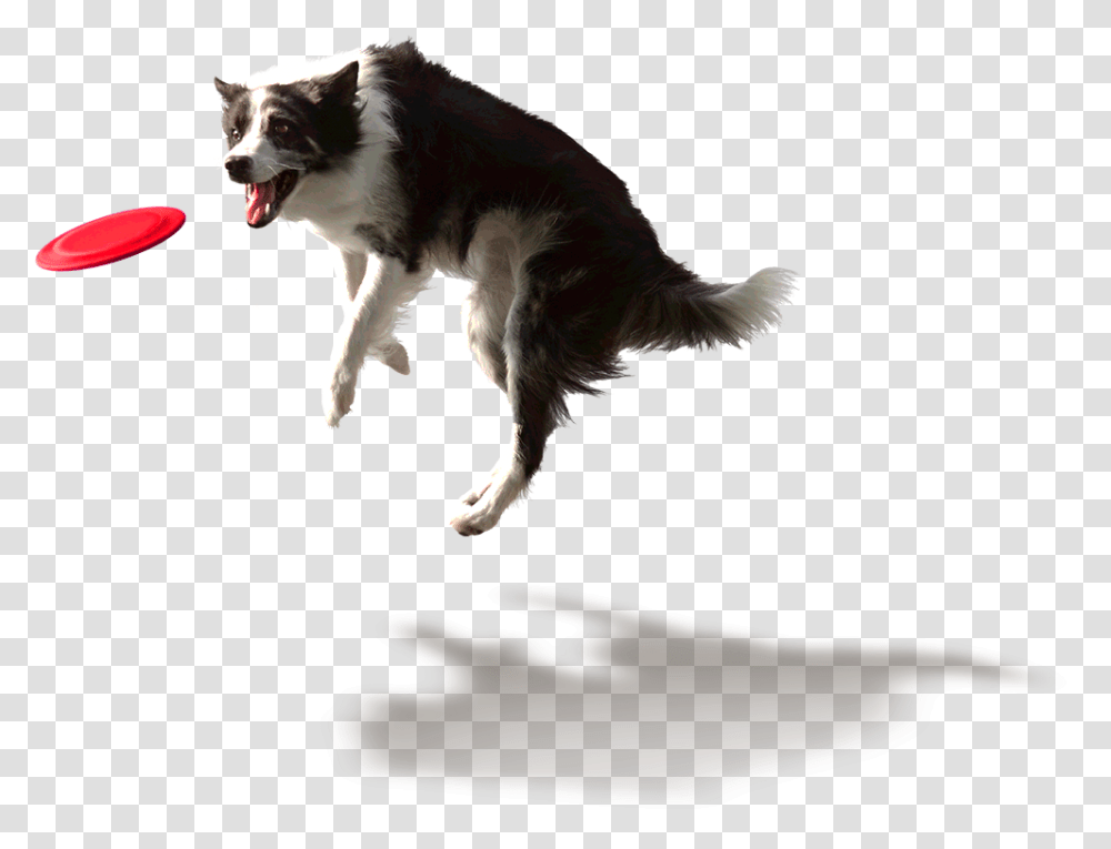 Approved Smells Like Updog In Here Sorry, Frisbee, Toy, Pet, Canine Transparent Png