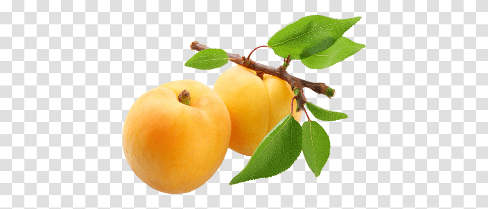 Apricot, Fruit, Plant, Food, Produce Transparent Png