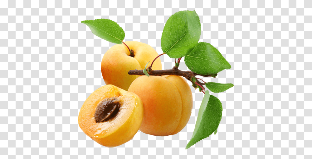 Apricot, Fruit, Plant, Orange, Citrus Fruit Transparent Png