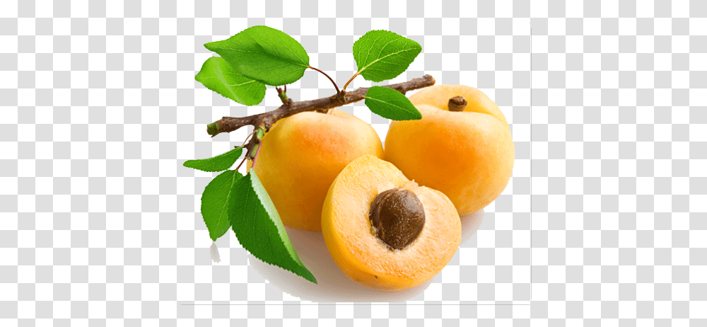 Apricot Open Image Arts Peach Kernel Carrier Oil, Plant, Produce, Food, Fruit Transparent Png