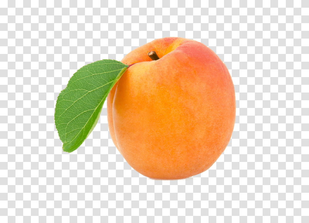 Apricot, Orange, Citrus Fruit, Plant, Food Transparent Png