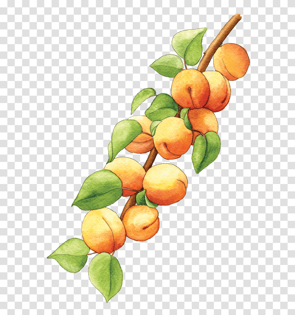 Apricots Fruits Berkeley Horticultural Apricot Tree, Plant, Produce, Food, Persimmon Transparent Png