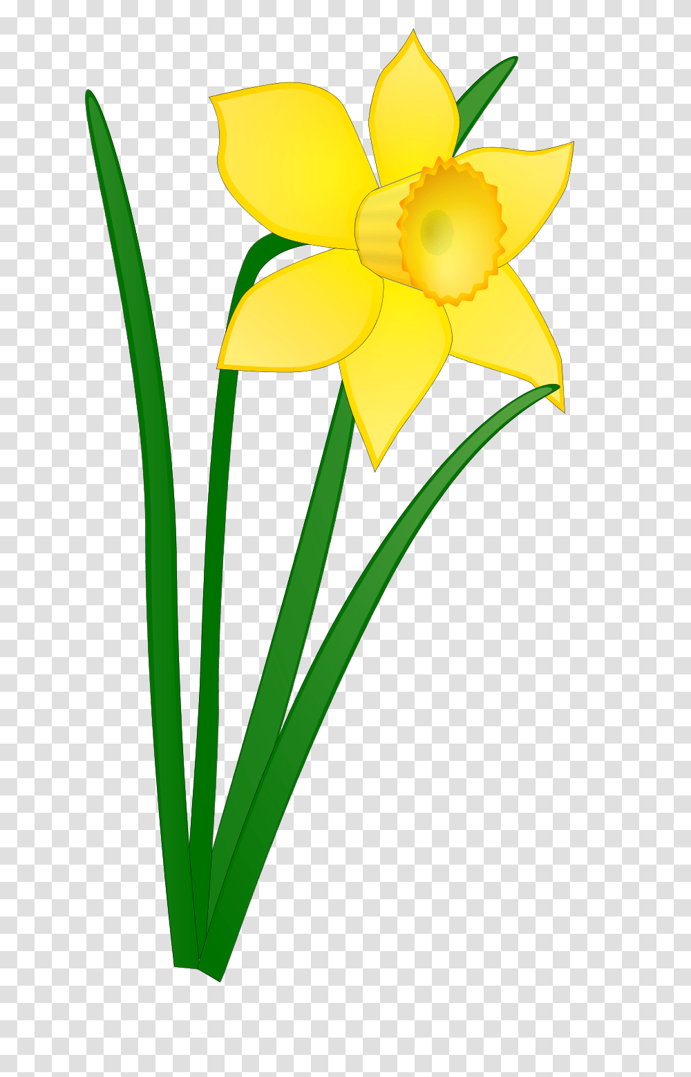 April Clip Art, Plant, Flower, Blossom, Daffodil Transparent Png