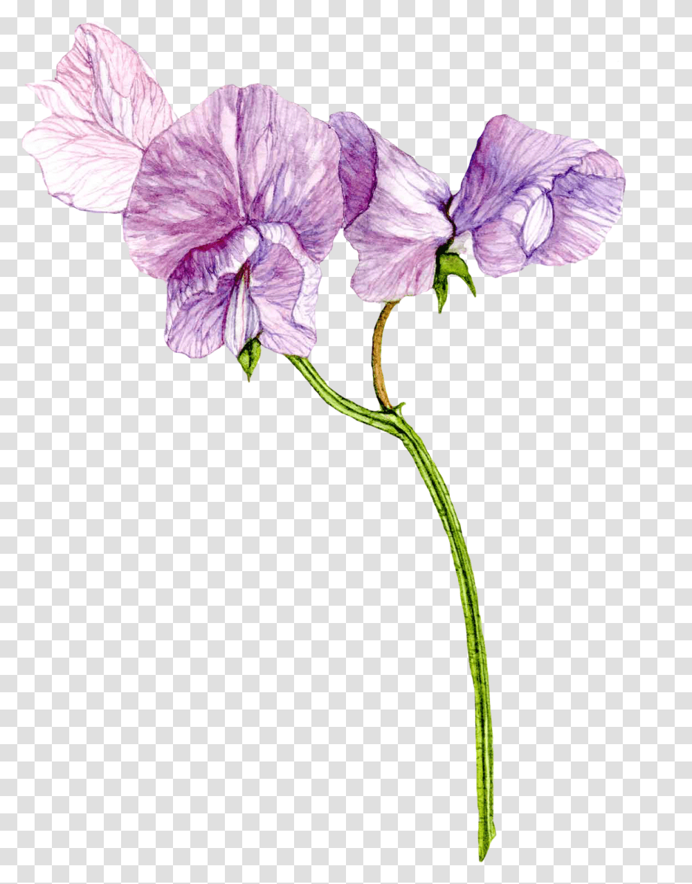 April Flowers Clipart Purple Sweet Pea Watercolor, Geranium, Plant, Blossom, Acanthaceae Transparent Png