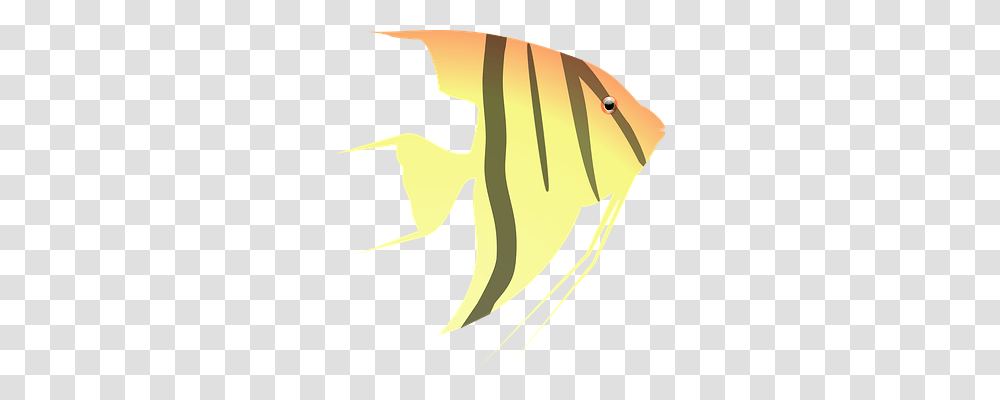 Aquarium Holiday, Angelfish, Sea Life, Animal Transparent Png