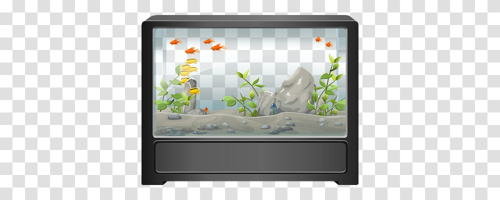 Aquarium Animals, Nature, Outdoors, Screen Transparent Png