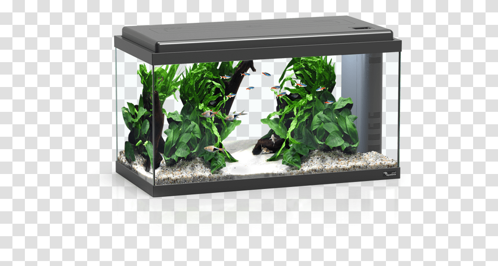 Aquarium 60 Led Bio, Water, Sea Life, Animal, Aquatic Transparent Png