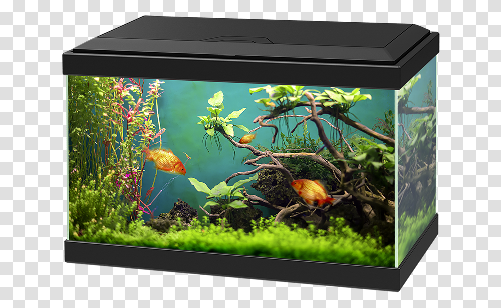 Aquarium Aquarium Ciano 20 Light, Water, Fish, Animal, Sea Life Transparent Png