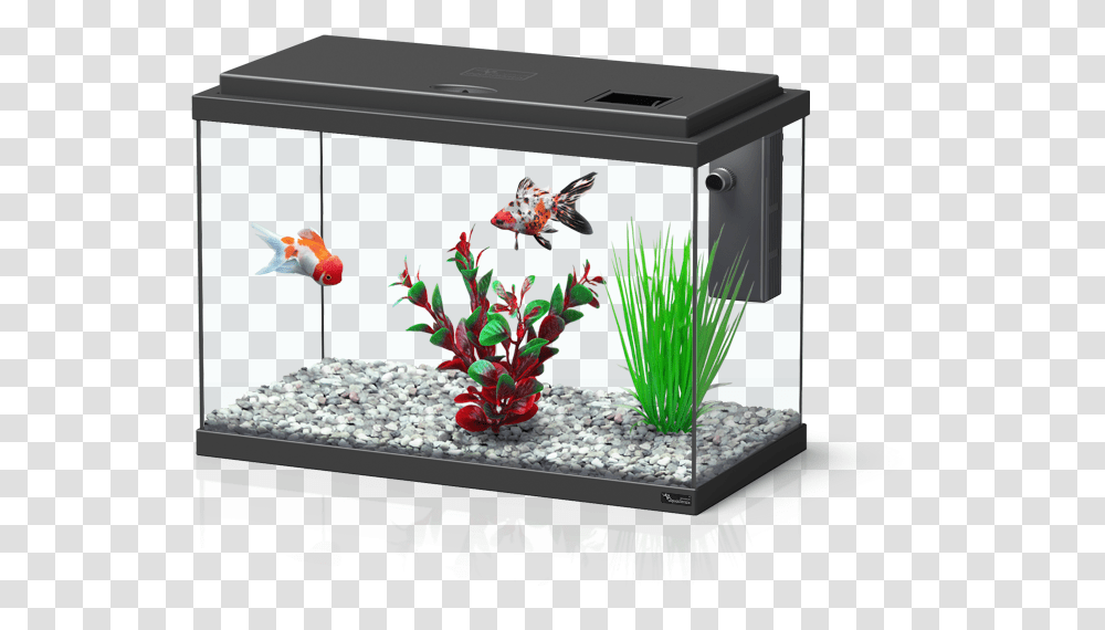 Aquarium Aquatlantis Funny Fish, Water, Sea Life, Animal, Honey Bee Transparent Png