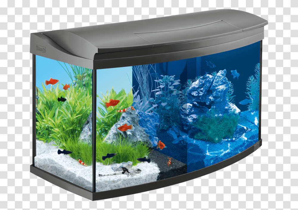 Aquarium Background 100 Litre Tropical Fish Tank, Water, Sea Life, Animal, Bird Transparent Png