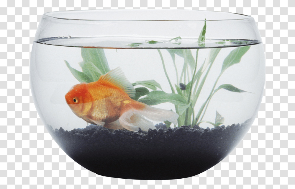 Aquarium Background Fish In Bowl Gif, Animal, Water, Sea Life Transparent Png