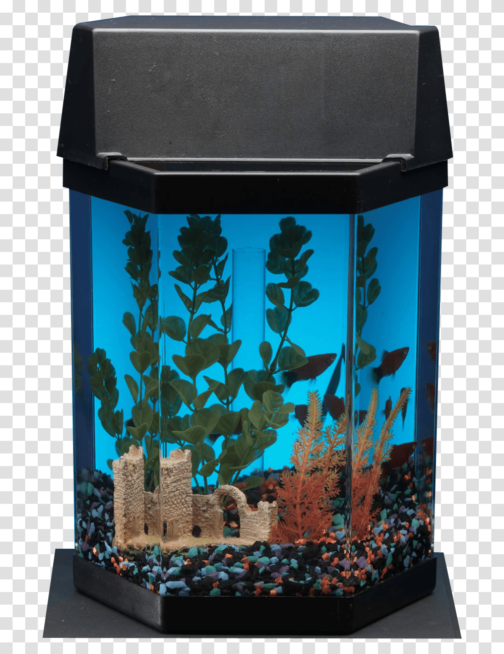 Aquarium, Fish, Animal, Water, Sea Life Transparent Png